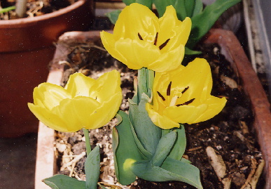 2004.4.10.tulip.jpg (66834 oCg)