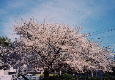 2004.4.8.hanami1.jpg (82121 oCg)